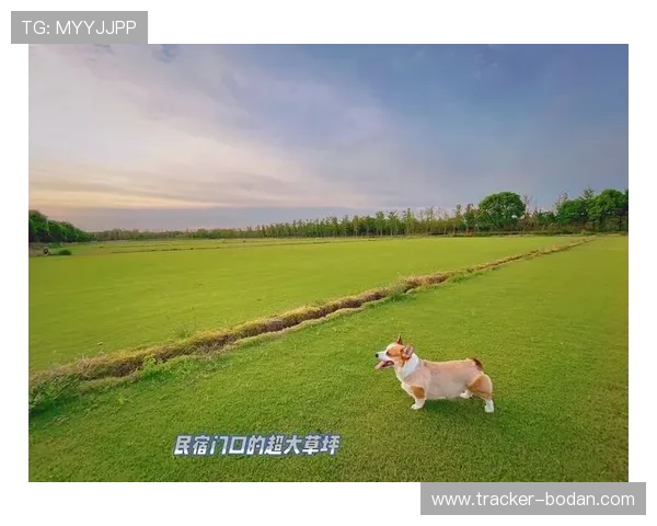 开云玩球哪个场馆好避坑指南极速提现首选